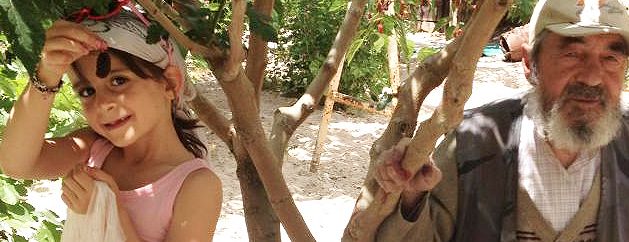 turkishfigtree
